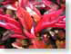 TMUredLeaves.jpg Flora closeup close up macro zoom photography