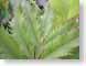 TMUsawtooth.jpg Flora water leaves leafs closeup close up macro zoom photography