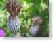 TMUseedPod.jpg Flora Flora - Flower Blossoms green photography