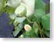 TMUshowerhead.jpg Flora leaves leafs green closeup close up macro zoom photography