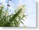TMUsilhouette.jpg Flora - Flower Blossoms photography clouds white purple lavendar lavender