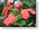 TMUsmalRedPetals.jpg Flora - Flower Blossoms closeup close up macro zoom photography green pink