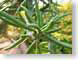 TMUspindly.jpg Flora green closeup close up macro zoom photography