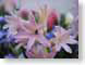 TMUspringFlowers.jpg Flora Flora - Flower Blossoms closeup close up macro zoom photography