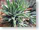 TMUstriped.jpg Flora cactus closeup close up macro zoom photography succulents