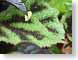 TMUtexturedLeaf.jpg Flora black green closeup close up macro zoom photography