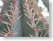 TMUthornRows.jpg Flora cactus closeup close up macro zoom photography thorns