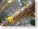 TMUthorny.jpg Flora closeup close up macro zoom photography