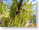 TMUtreeSeeds.jpg Flora green closeup close up macro zoom photography tree branches