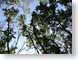 TMUtreeTops.jpg Flora leaves leafs green blue photography