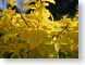 TMUyellowLeaves.jpg Flora closeup close up macro zoom photography