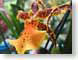 TMUyellowOrchid.jpg Flora - Flower Blossoms photography closeup close up macro zoom red