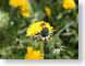 TZbee.jpg Fauna insects bugs Flora - Flower Blossoms yellow closeup close up macro zoom photography