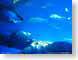 Tazl006Route.jpg Fauna fish sealife animals indigo blue aquarium Under Water