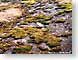 Tazl012Denmark.jpg stones rocks Landscapes - Nature moss
