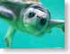 Tazl014route.jpg Fauna water turtles sealife animals route 66