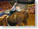 Tazl015route.jpg Sports mammals animals route 66 cowboys horses equine mammals animals