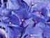 TotalBlue.jpg Flora Flora - Flower Blossoms
