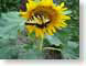 VEBsunflower.jpg Flora Flora - Flower Blossoms leaves leafs yellow butterfly moths butterflies insects