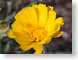 VEHdesrtMarigold.jpg Flora Flora - Flower Blossoms yellow