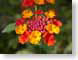 VEHlantana.jpg Flora Flora - Flower Blossoms green red orange
