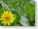VFyellow.jpg Flora Flora - Flower Blossoms summertime yellow green wildflowers wild flowers