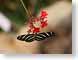 VHbutterfly.jpg Fauna Flora - Flower Blossoms butterfly moths butterflies insects closeup close up macro zoom red photography
