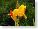 VHcannaLilies.jpg Flora - Flower Blossoms photography yellow green closeup close up macro zoom red