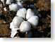 VHcottonBoll.jpg Flora white Still Life Photos closeup close up macro zoom brown photography