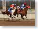 VHfloating.jpg Fauna Sports race racing horses equine mammals animals photography