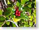 VHneedleHolly.jpg Flora green closeup close up macro zoom red photography