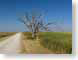 VHroadToNowhere.jpg grass Landscapes - Rural road street blue photography tree branches
