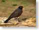 VHrobin.jpg Fauna birds avian animals photography