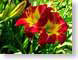 VHtopGuns.jpg Flora - Flower Blossoms yellow green closeup close up macro zoom red photography
