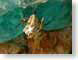 VHwaspsAtWork.jpg Fauna insects bugs aqua glassy closeup close up macro zoom blue photography