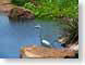 VHwhiteHeron.jpg Fauna birds avian animals lakes ponds water loch photography