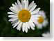 VSdaisy.jpg Flora Flora - Flower Blossoms closeup close up macro zoom photography