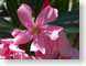 VTlaurierRose.jpg Flora Flora - Flower Blossoms pink