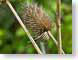 VWsnailOnTeasel.jpg Fauna Flora closeup close up macro zoom brown photography
