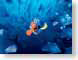 WJLvR02Nemo.jpg Animation Movies disney fish sealife animals ocean water blue pixar Under Water