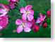 WLcrabapple.jpg Flora Flora - Flower Blossoms leaves leafs green pink