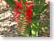 WLtrumpetFlower.jpg Flora Flora - Flower Blossoms green red