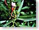 WMbutterfly.jpg Fauna Flora insects bugs green caterpillar monarch butterfly