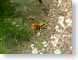 WSinsectOnMoss.jpg Fauna insects bugs closeup close up macro zoom photography
