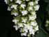 WhiteOverhang.jpg Flora Flora - Flower Blossoms