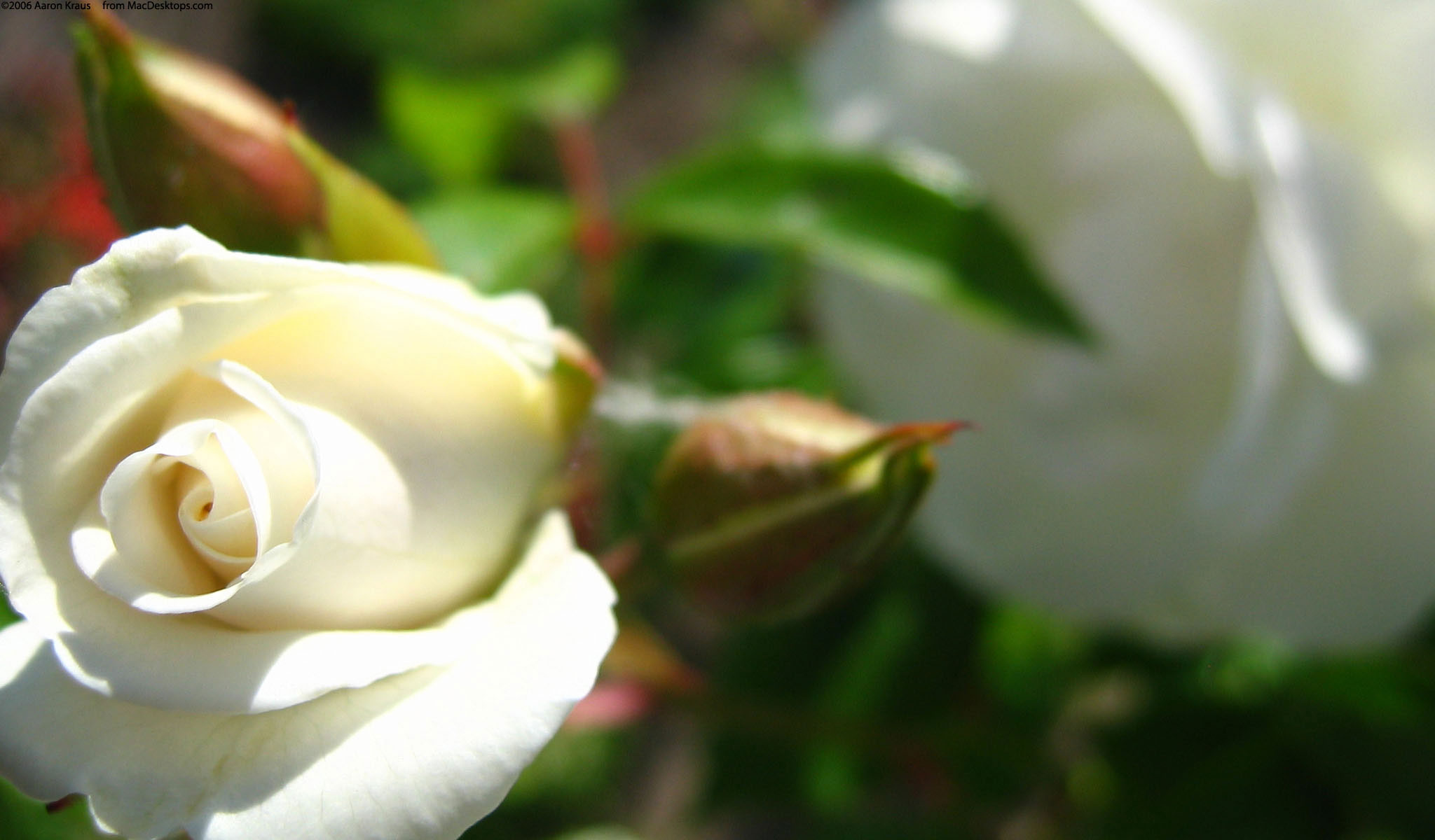 живые белые розы фото